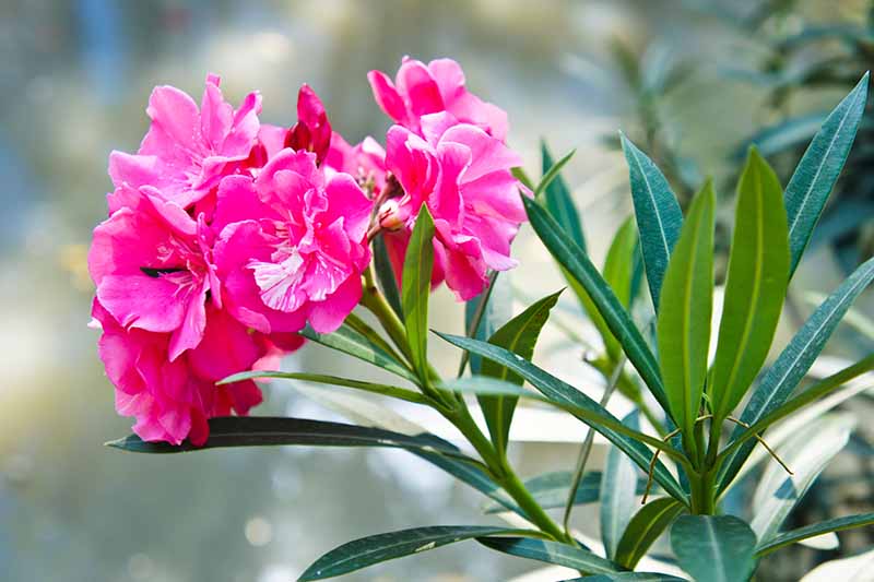 Una imagen horizontal de primer plano de flores rosas brillantes y vibrantes que crecen en el jardín en un fondo de enfoque suave.