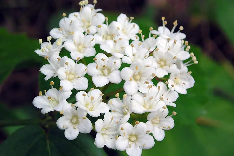 Una imagen horizontal de primer plano de las flores blancas de Viburnum rafinesquianum que crecen en el jardín en un fondo de enfoque suave.