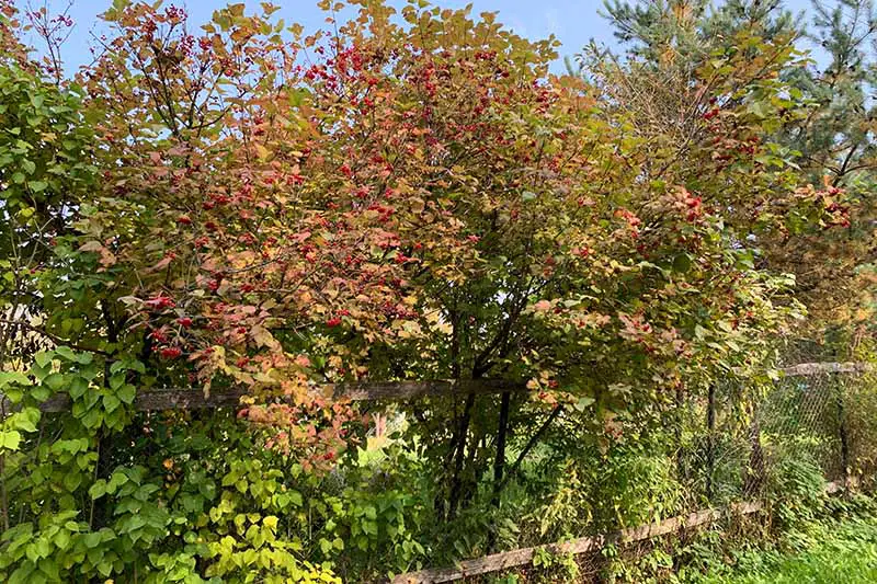 Una imagen horizontal de un arbusto viburnum que crece en el jardín de otoño con otras plantas perennes y árboles en un enfoque suave en el fondo.