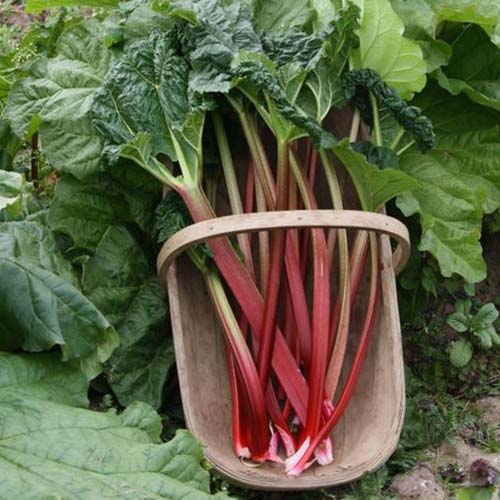 Un primer plano de la variedad de ruibarbo 'Victoria', tallos rojos recién cosechados y hojas de color verde oscuro, colocados en una cesta de jardinería de madera.