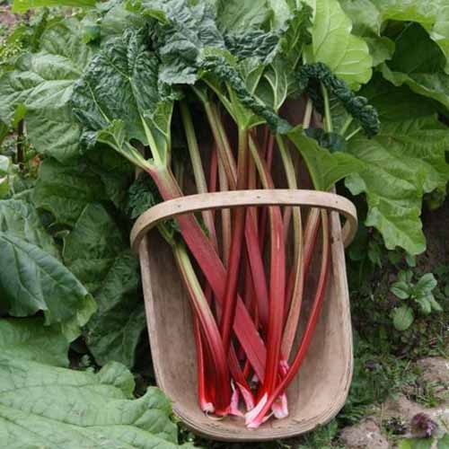 Un primer plano de una cesta de jardín de madera que contiene una cosecha fresca de tallos de ruibarbo, en rojo claro con follaje verde oscuro todavía adherido, colocado en el suelo del jardín.