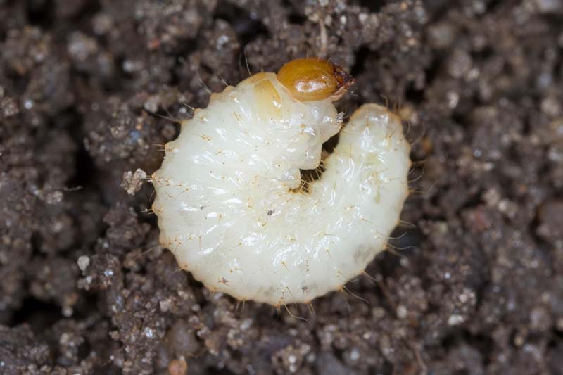 Una imagen horizontal de cerca de una larva de gorgojo de vid blanca y translúcida que descansa sobre la parte superior del suelo.