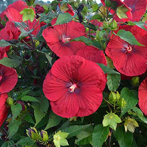 Un primer plano de las abundantes flores rojas del híbrido H. moscheutos, 'Vino Vintage' que crece en el jardín rodeado de follaje verde.
