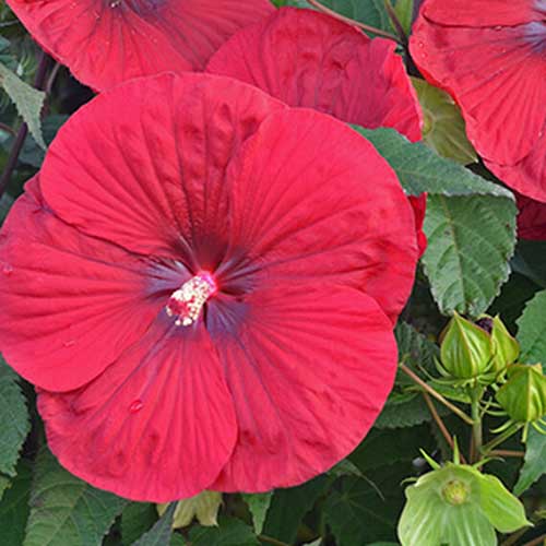 Un primer plano de la flor grande del híbrido H. moscheutos llamado 'Vino Vintage'.  Los pétalos son de un rojo brillante con un ojo central de color rojo oscuro, el follaje verde rodea la flor y se desvanece en un enfoque suave en el fondo.