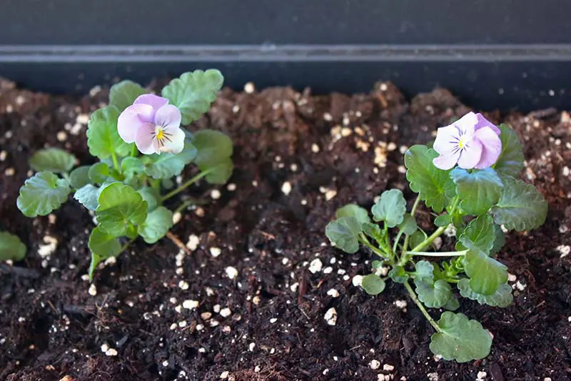 Un primer plano de dos pequeñas violas florecientes en una maceta de plástico, con suelo en un enfoque suave en el fondo.