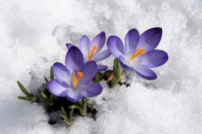 Azafranes violetas saliendo de la nieve