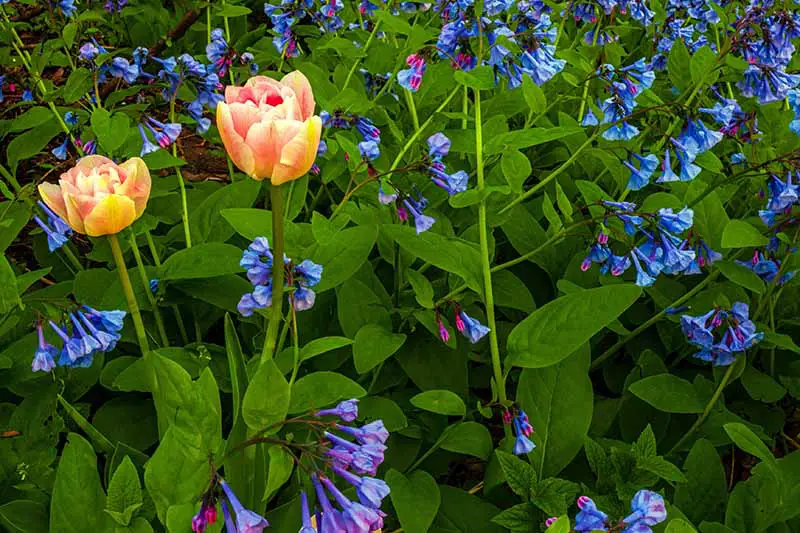 Una imagen horizontal de cerca de Virginia Bluebell (Mertensia virginica) flores y tulipanes que florecen en el jardín de primavera.