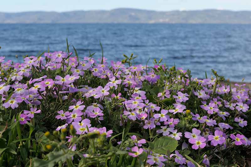 Una imagen horizontal de las flores de Virginia que crecen en una costa con el mar y las montañas al fondo en un enfoque suave.