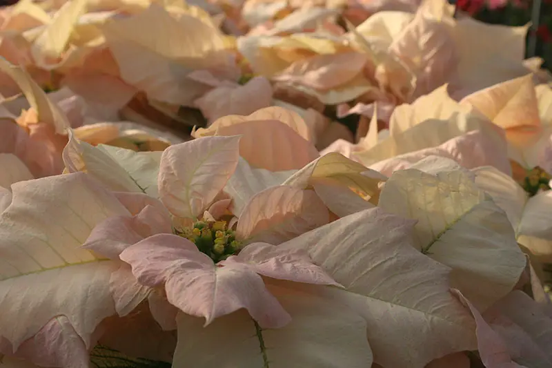Una imagen horizontal de primer plano de un delicado cultivar de poinsettia 'Visions of Grandeur' de color rosa y crema fotografiado con luz solar filtrada.