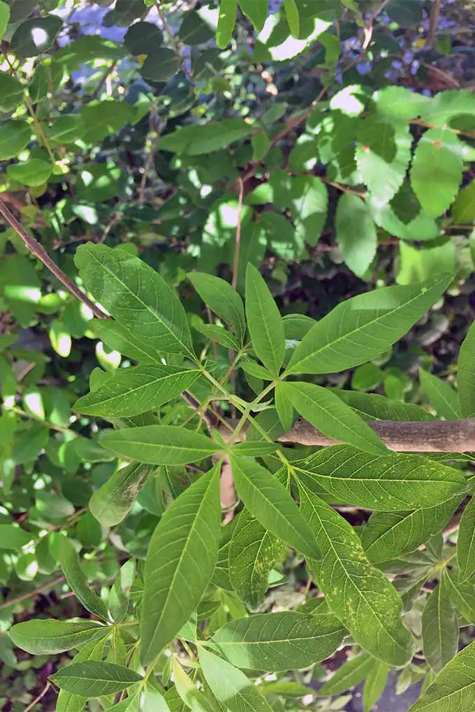 Una imagen vertical de primer plano de hojas largas y estrechas de la planta vital que crece radialmente desde un tallo marrón en una planta en sombra moteada.