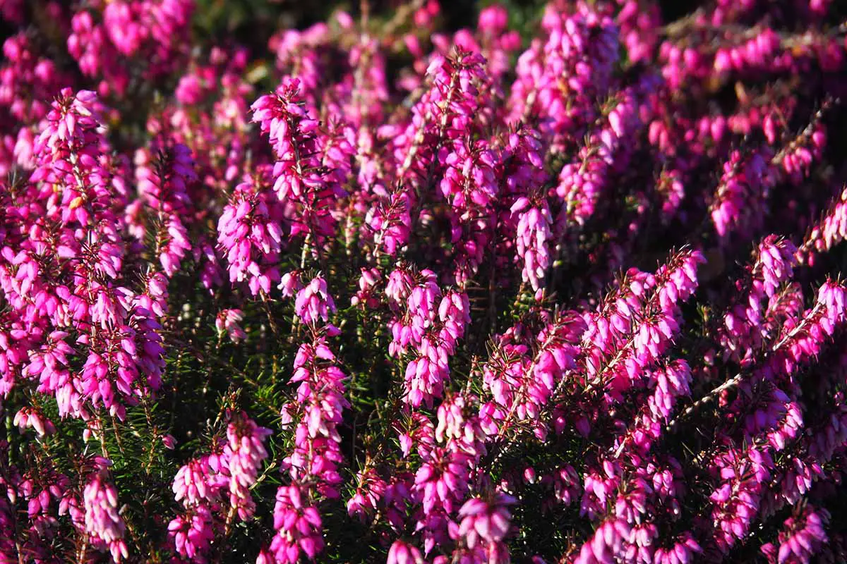 Una imagen horizontal de primer plano de las flores de color rosa brillante del brezo 'Vivelli' fotografiado bajo el sol brillante.
