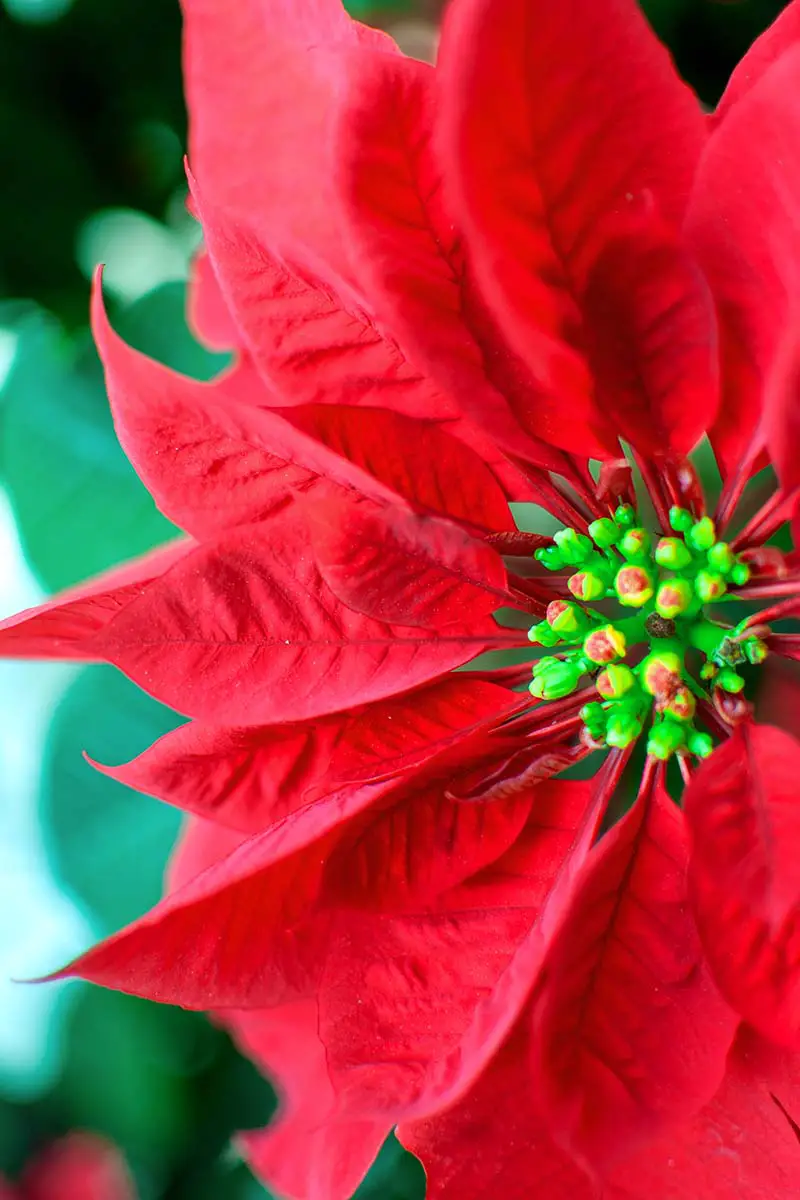 Una imagen vertical de cerca de una planta de poinsettia saludable con brácteas de color rojo brillante y pequeñas flores verdes discretas representadas en un fondo de enfoque suave.