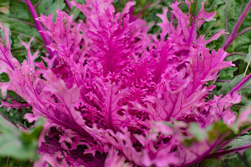 Un primer plano de las hojas de color púrpura brillante de la col rizada de flores ornamentales que muestra frondas delicadas con hojas exteriores de color verde oscuro en el fondo.