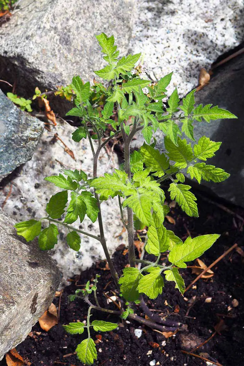 Una imagen vertical de una pequeña planta voluntaria de Solanum lycopersicum que crece en el jardín con una roca en el fondo en un enfoque suave.