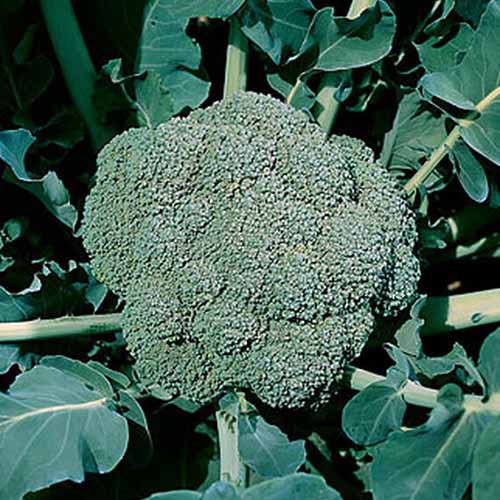 Una imagen cuadrada de primer plano del brócoli 'Waltham 29' que crece en el jardín con una cabeza grande y madura lista para la cosecha, fotografiada bajo un sol brillante.