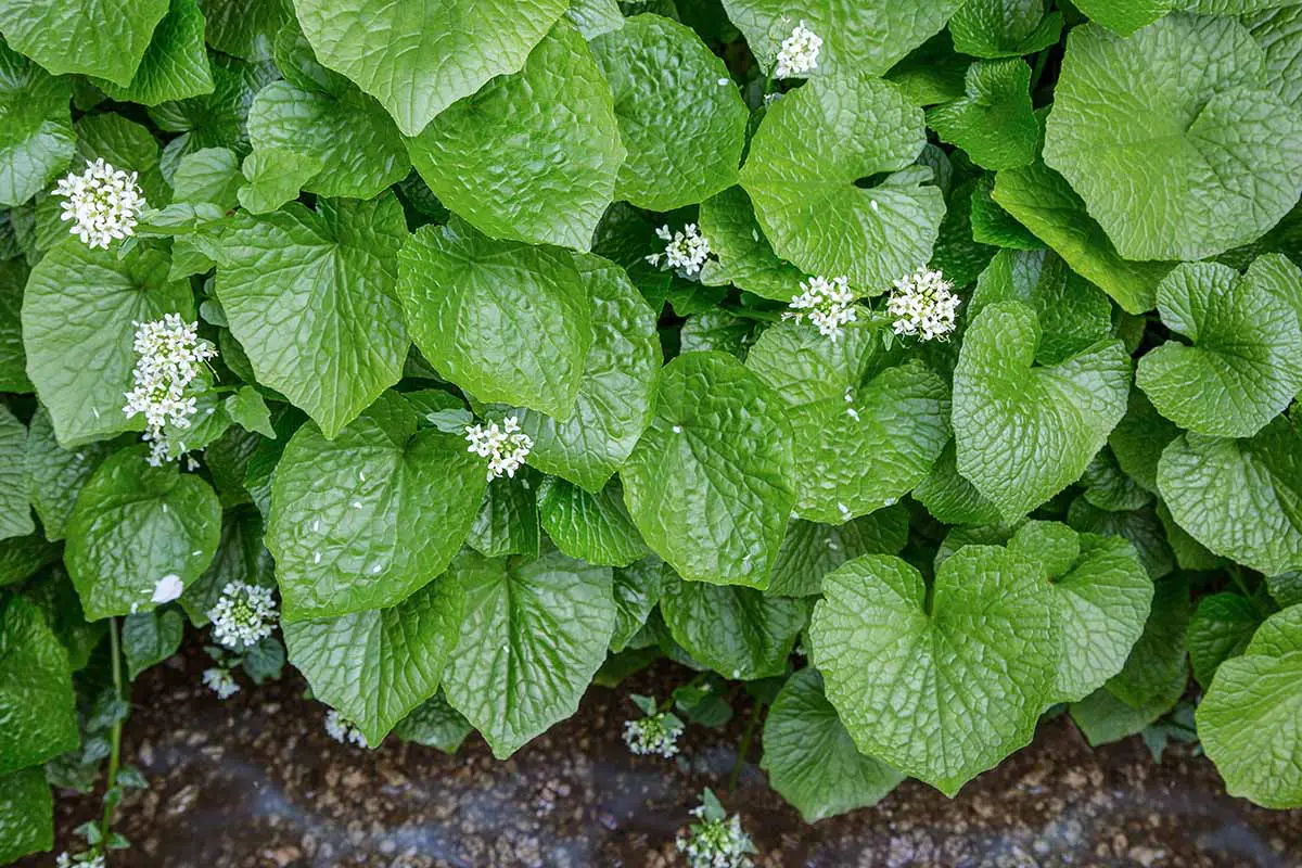 Una imagen horizontal de primer plano del follaje texturizado y las pequeñas flores blancas del wasabi japonés que crecen al aire libre.
