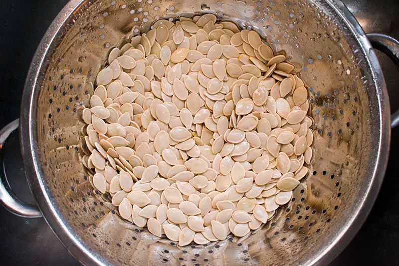 Una imagen horizontal de primer plano de un colador lleno de semillas recién lavadas.