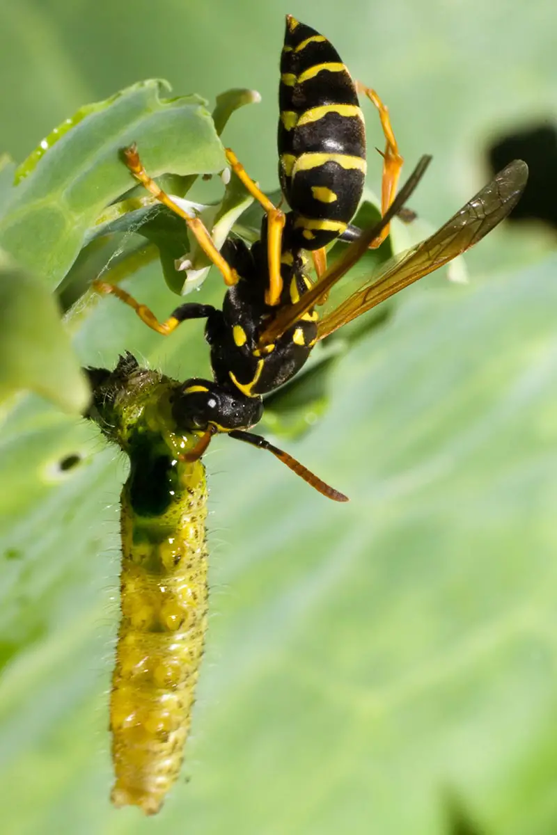 Una imagen vertical de cerca de una avispa alimentándose de una oruga representada en un fondo verde de enfoque suave.