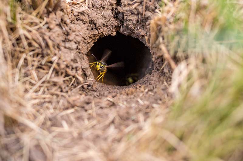 Una imagen horizontal de primer plano de un nido en el suelo utilizado por avispas.
