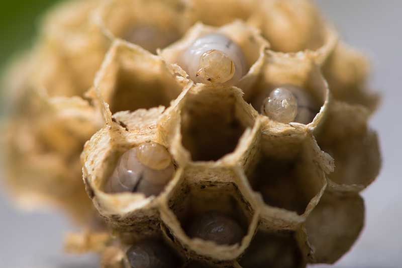Una imagen horizontal de primer plano de larvas de avispa pupando en un nido en un fondo de enfoque suave.