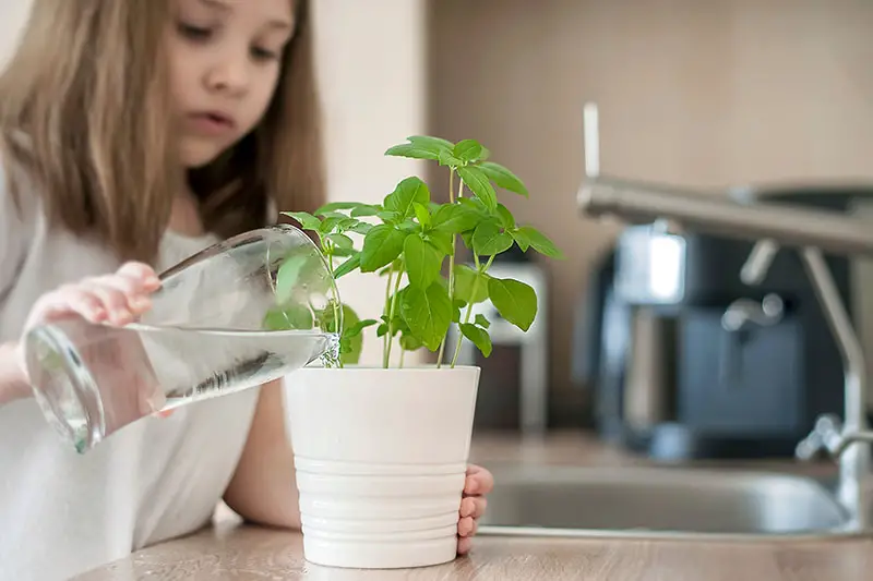 Una imagen horizontal de cerca de una niña que vierte agua de un vaso en una pequeña olla de cerámica blanca que cultiva hierbas.