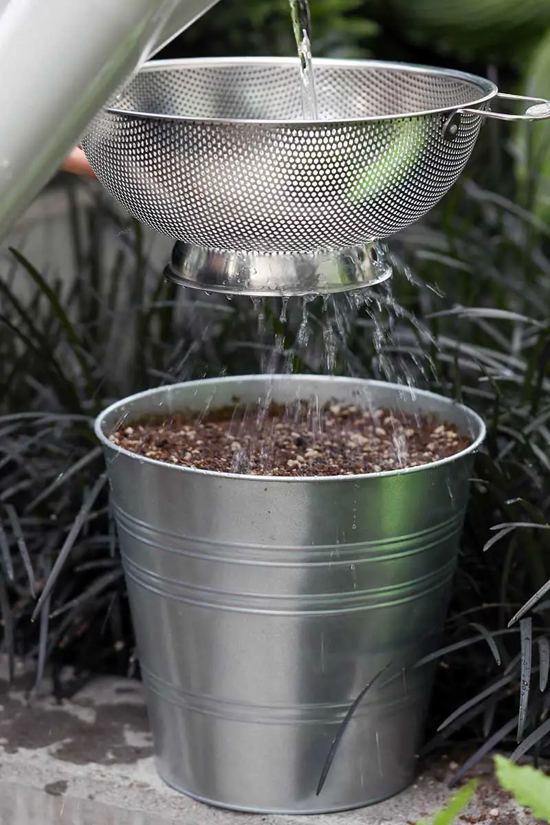 Una imagen vertical de cerca de una técnica de riego de semillas de acelgas en un balde de metal usando un colador para rociar agua sobre la parte superior del suelo.