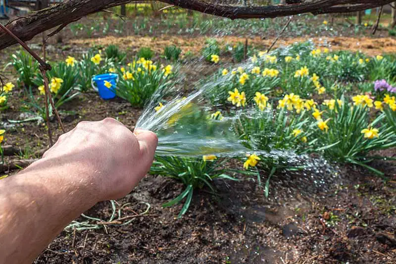 Una imagen horizontal de primer plano de una mano desde la izquierda del marco sosteniendo una manguera y regando flores en el jardín.
