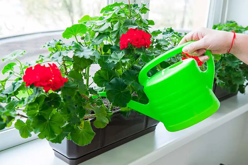 Una imagen horizontal de primer plano de una mano desde la derecha del marco que sostiene una lata de agua verde que vierte agua sobre una planta de flores rojas que crece en un recipiente en un alféizar.