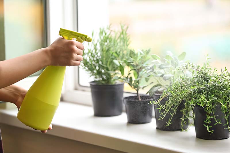 Una imagen horizontal de primer plano de una mano desde la izquierda del marco que sostiene una botella de spray de agua para regar pequeñas macetas de hierbas que crecen en un alféizar.
