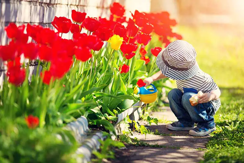 Una imagen horizontal de cerca de un niño pequeño con una lata de agua colorida que riega tulipanes rojos y amarillos brillantes que crecen en un borde en el jardín.
