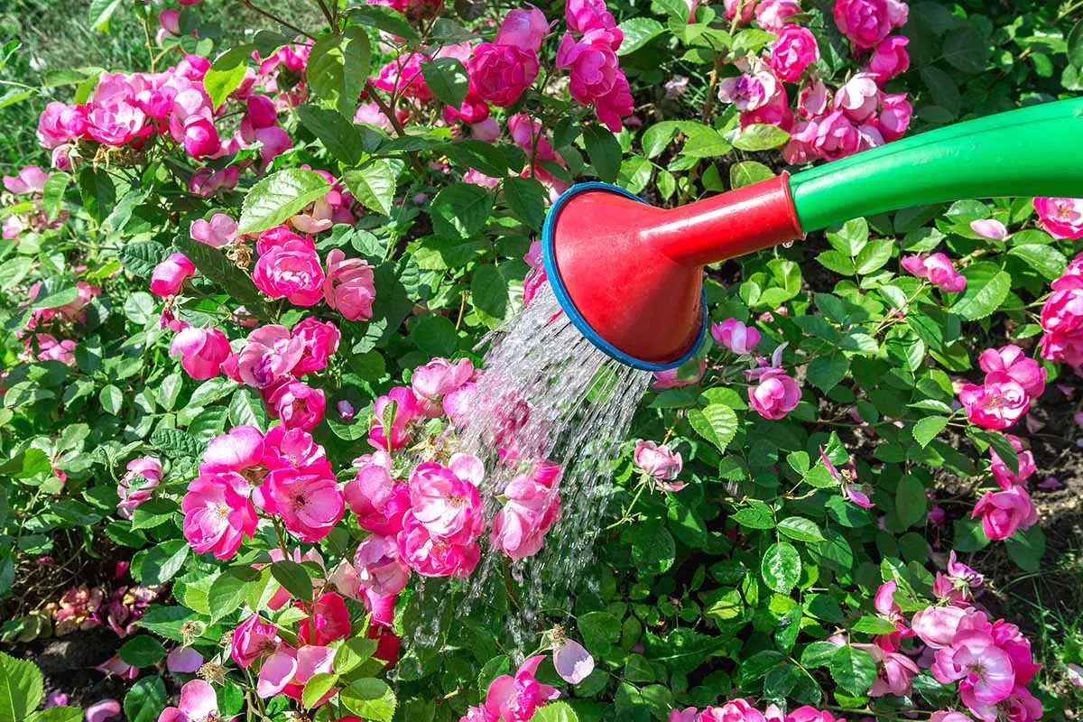 Una imagen horizontal de un jardinero vertiendo agua sobre un arbusto rosa con una regadera.