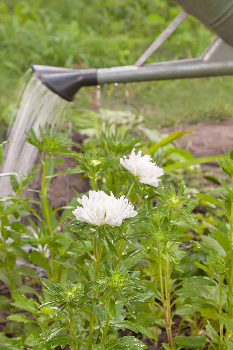 Una imagen vertical de una regadera desde la derecha del marco que tiende a una pequeña planta de aster de China de flores blancas, sobre un fondo de enfoque suave.