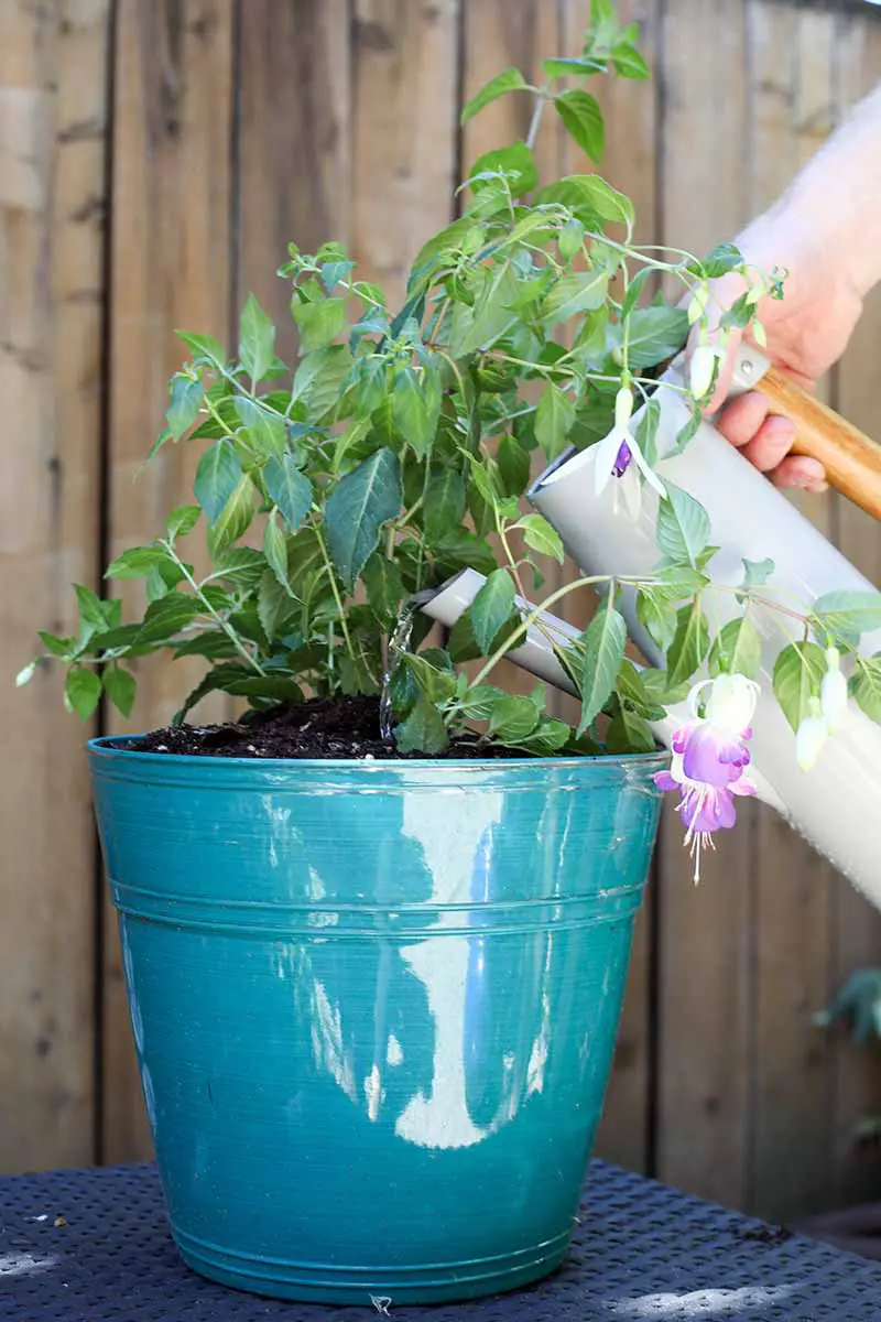 Una imagen horizontal de primer plano de una mano desde la derecha del marco usando una jarra para regar una planta que crece en un recipiente azul.