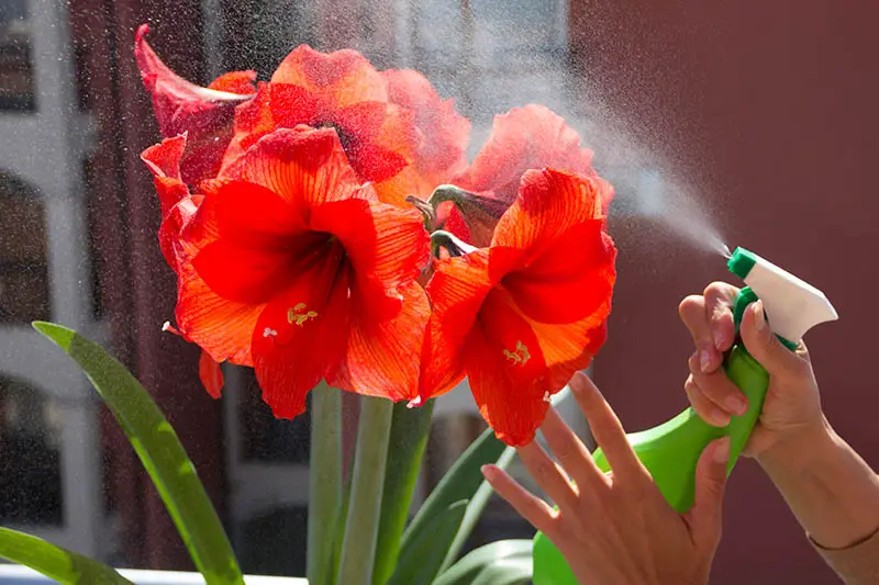 Una imagen horizontal de primer plano de una mano desde la derecha del marco empañando una flor de Hippeastrum con una botella de spray, representada a la luz del sol sobre un fondo de enfoque suave.