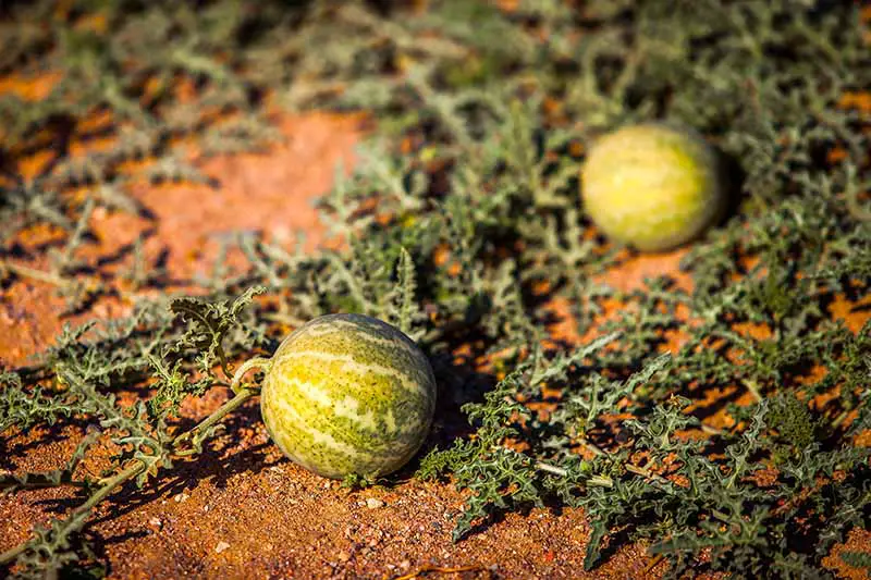 Un primer plano del rico suelo rojo en un clima seco y árido cubierto con una enredadera y dos melones en desarrollo, con piel moteada de color verde claro, fotografiados bajo el sol filtrado de la tarde.