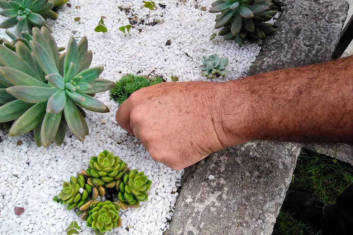 Una imagen horizontal de primer plano de una mano desde la derecha del marco plantando plantas suculentas en un borde rocoso.
