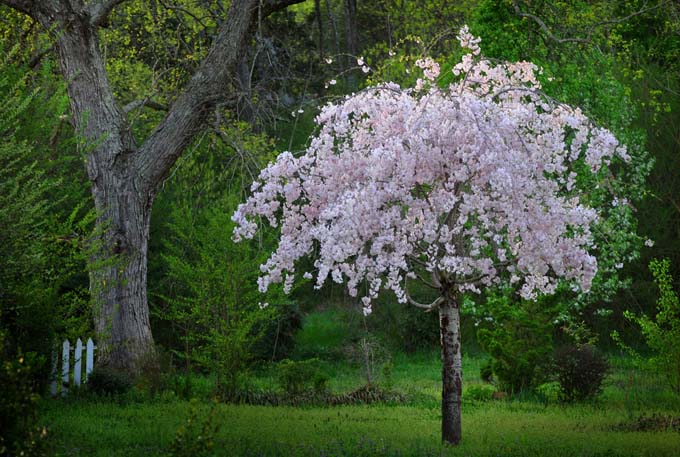 Una pequeña cereza llorona de color rosa pálido en flor, con hierba verde y varios arbustos y árboles en el fondo.