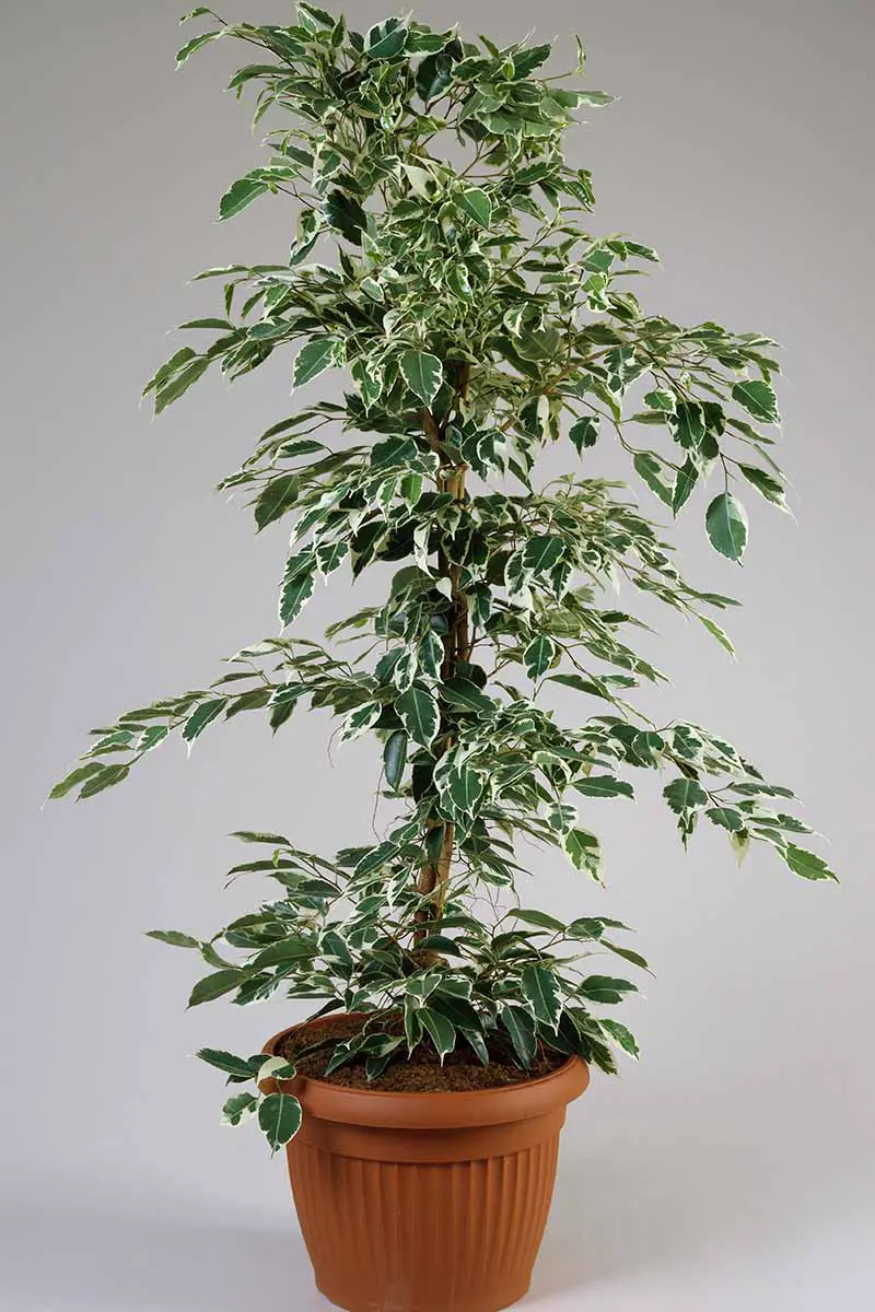 Una imagen vertical de primer plano de Ficus benjamina 'De Gantel' creciendo en una maceta en el interior representada sobre un fondo gris.