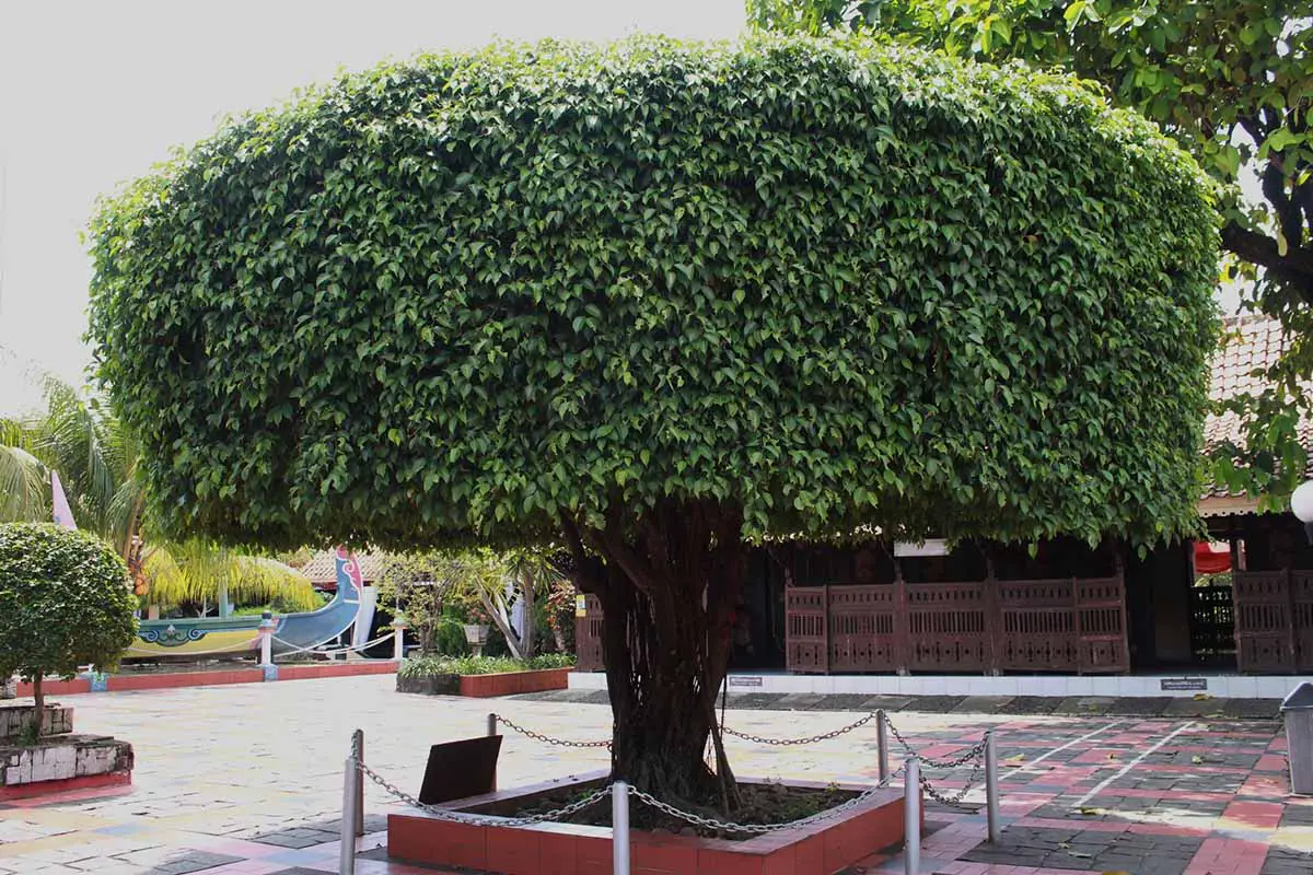 Una imagen horizontal de primer plano de un Ficus benjamina podado en un estilo formal que crece al aire libre.