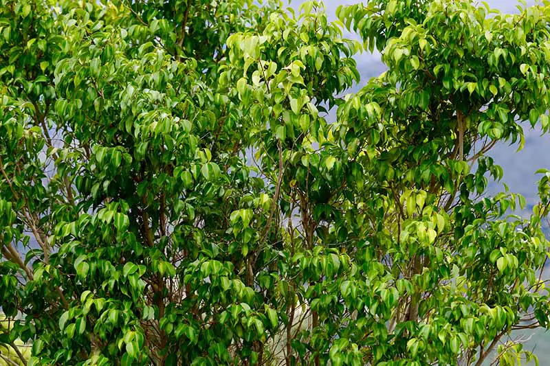 Una imagen horizontal de primer plano de un Ficus benjamina que crece silvestre.