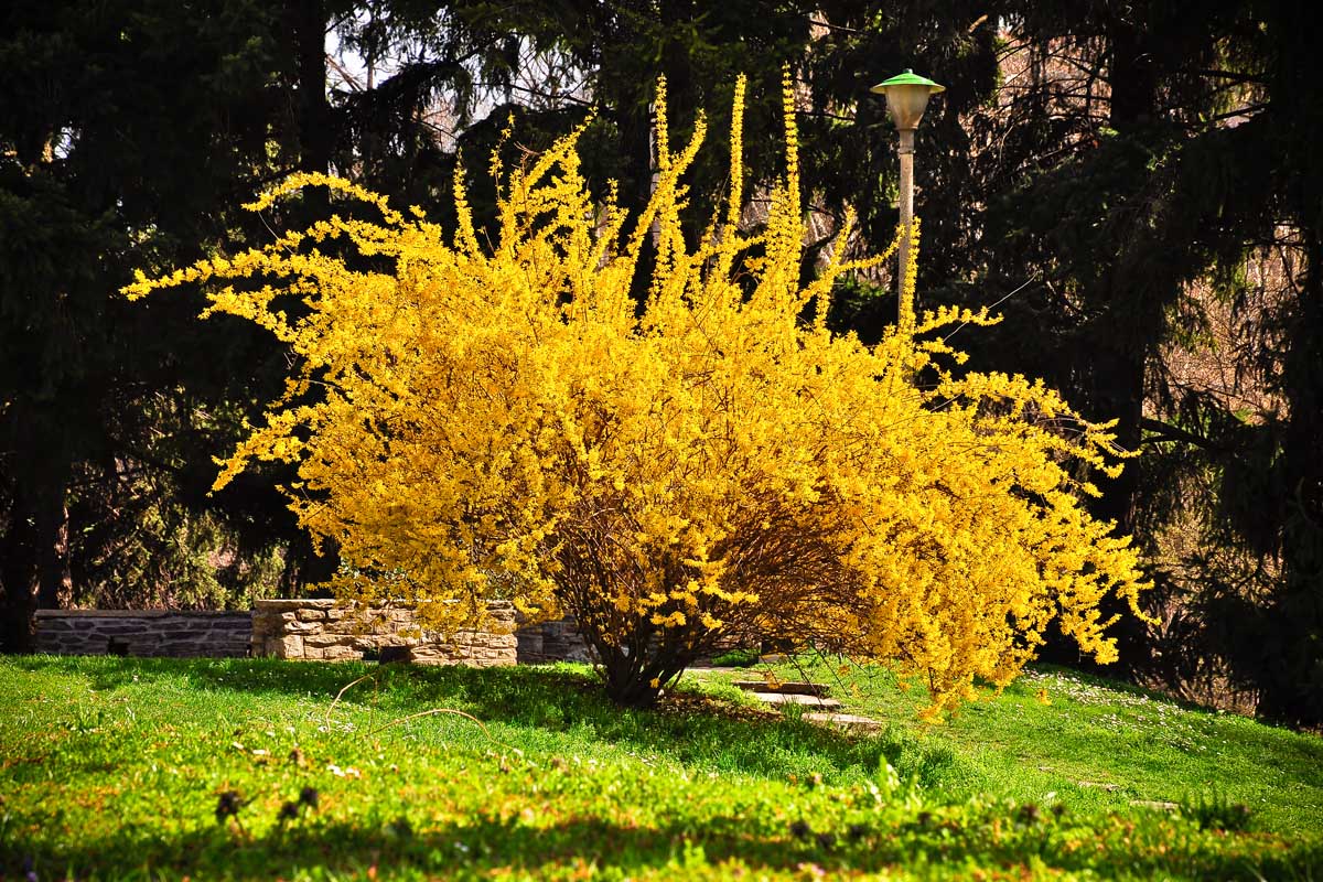 Una imagen horizontal de un gran arbusto de forsythia llorona (F. suspensa) que crece en un jardín soleado con árboles en un enfoque suave en el fondo.