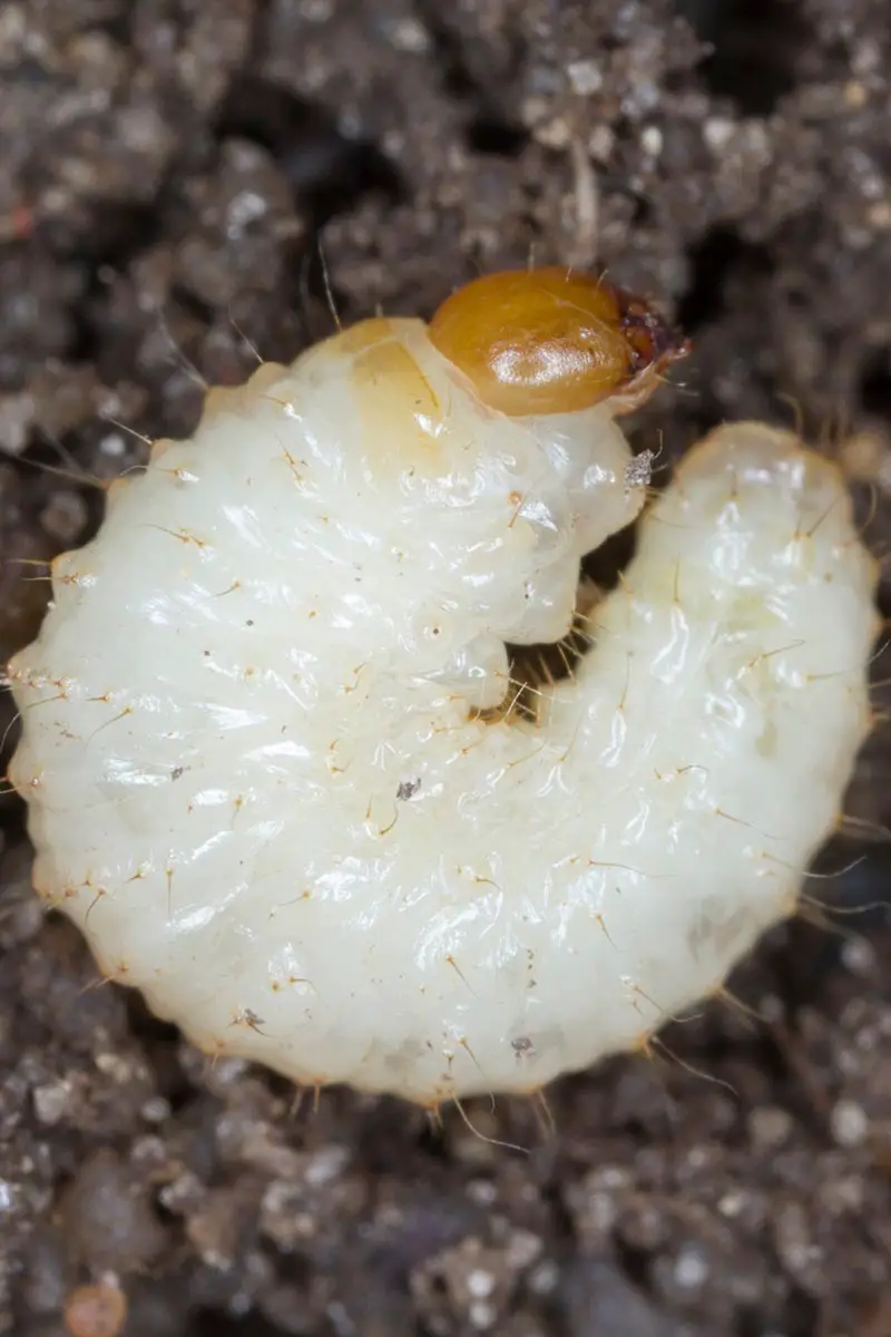 Una imagen vertical de cerca de las larvas en forma de C de un gorgojo negro, representada en la superficie del suelo.