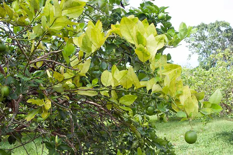 Imagen vertical de un árbol infectado con la enfermedad del enverdecimiento de los cítricos, con hojas descoloridas, que crece en un huerto con pasto verde y un cielo nublado al fondo.