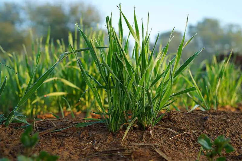 Una imagen horizontal de primer plano de trigo plantado como cultivo de cobertura en un fondo de enfoque suave.