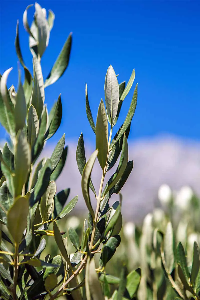Ramas de olivo con hojas angostas de color verde grisáceo, que crecen bajo un sol brillante con un cielo azul vibrante con una capa de nubes blancas en el fondo.