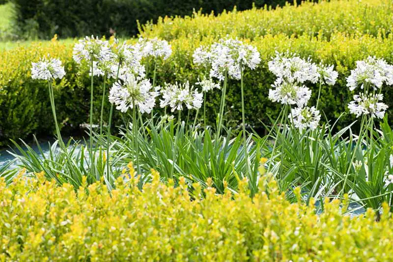 Una escena de jardín con flores blancas de agapanthus que crecen a lo largo de un camino, con arbustos de flores amarillas en el frente y un enfoque suave detrás.