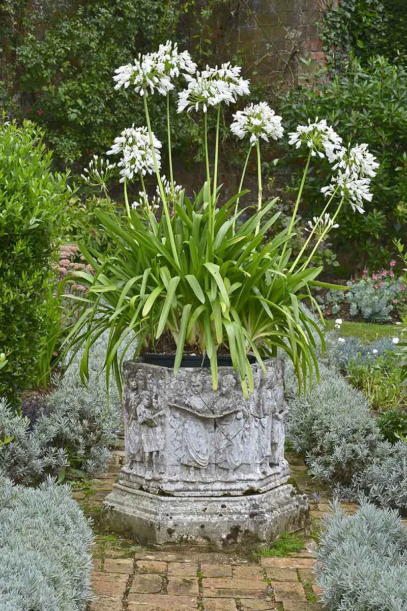 Una imagen vertical de primer plano de una gran sembradora de hormigón en un jardín formal, con altas flores blancas de agapanto.  En el fondo hay una pared de ladrillos revestida de hiedra.