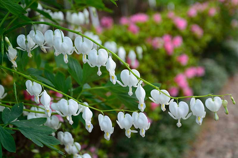 Un primer plano de las hermosas flores blancas de la variedad 'Alba' de corazones sangrantes.  Creciendo a partir de un tallo verde, sobre un fondo de enfoque suave con flores rosas.