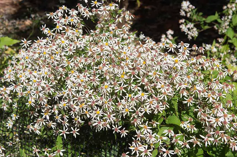 Un primer plano de Eurybia divaricata creciendo en el jardín de verano con delicadas flores blancas.