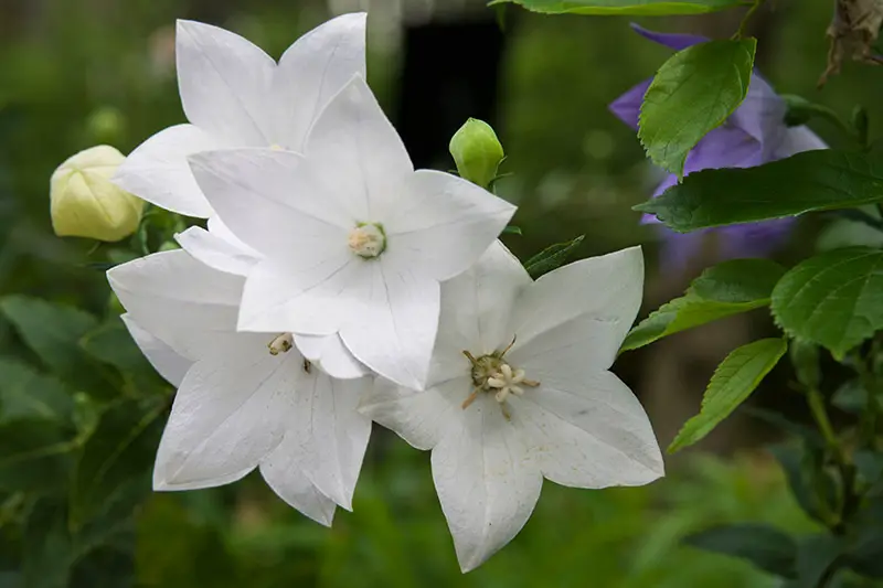 Un primer plano de flores de globo blancas que crecen en el jardín, representadas en un fondo de enfoque suave.  A la derecha del marco hay follaje verde y flores azules.